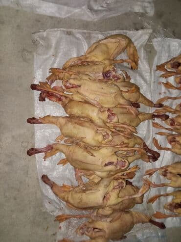 Keçilər, çəpişlər: Məhsul: Ördək (canlı və kəsilmiş) Təsvir: - Fermada yetişdirilən ağ — 4