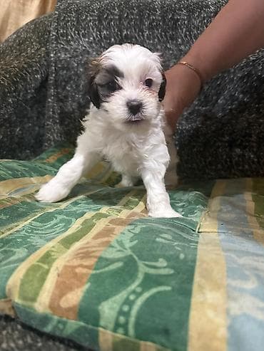 Pudel, 1 ay, Dişi lalafo.az -da Pudel, 1 ay, Dişi