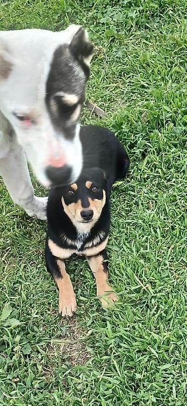 zvonok itler: 8 ay, Dişi, Peyvəndli, Ödənişli çatdırılma — 6