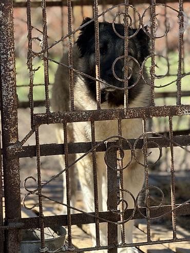 afcarka balalari satilir: 🐕 Təcili Satılır — Qafqaz çoban iti İri cüssəli, sağlam və güclü — 4