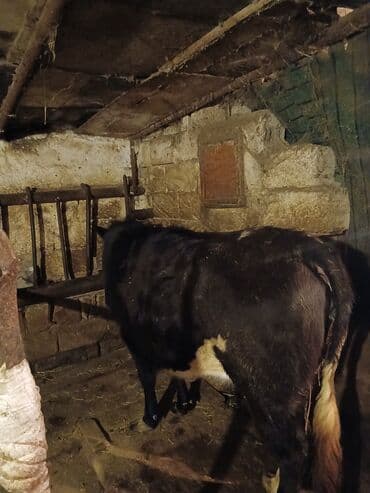 iney sekilleri: Salam 7ay yarımlıq boğazdı birinci qarına düyədi qarnındaki bala süni — 7