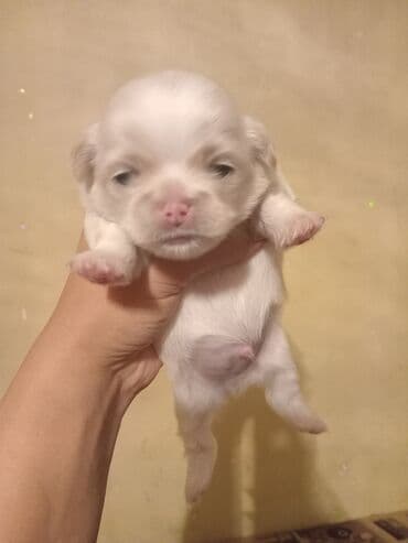 itlər pekines: Пекинес, 1 месяц, Самец, Бесплатная доставка — 2
