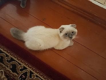 cins heyvanlar: Şotland yastı qulaq — 4