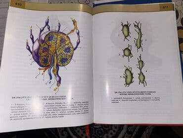 atlas koynekler: Məhsul: “İnsan Anatomiyası Atlası” – 3-cü nəşr - Müəlliflər: V.B — 3