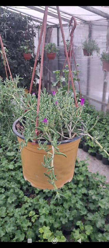 qazan desderi: Asma saksıda “Buzgülü” (Delosperma/Trailing Ice Plant) – — 3