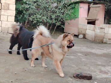 пудель карликовый цена: Чау-чау, 11 месяцев, Самец, Самовывоз — 6