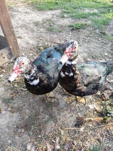 Erkək, | Lal ördək, Damazlıq