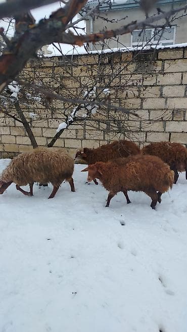 qaz satilir: Məhsul: 4 dene qoç satlir

Təsvir:
diri cekiler 37-50 kilo — 7