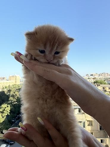 ev heyvanlarl: Zəncirvari şirinlik! Şaftalı rəngli, uzun tüklü balaca pişik balası — 4