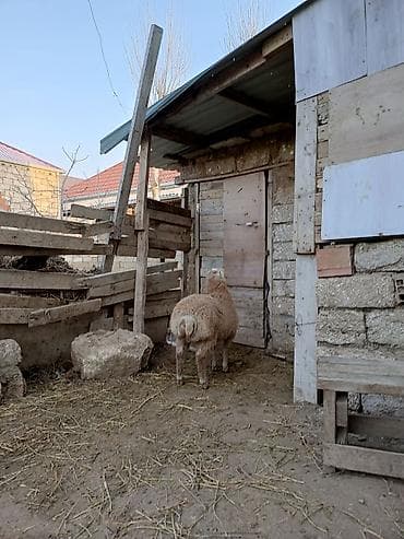 K/t heyvanları üçün mallar: Erkey quzu satılır qurbana yariyir endirim var qurbanlığa alan adama — 1