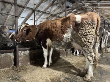 Digər heyvanlar: Satilir 3 cu qarina 5-10 gunu qalib dogmagina Voronej malidi 25 den — 3