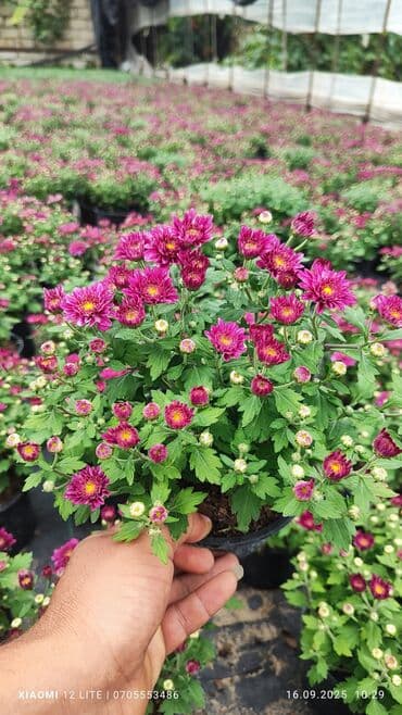 helba bitkisi faydaları: İstənilən sayda var ünvan Bakı şəhəri Nardaran qəsəbəsi — 6