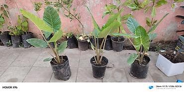Filodendron selloum (Philodendron bipinnatifidum) fidanları – — 2