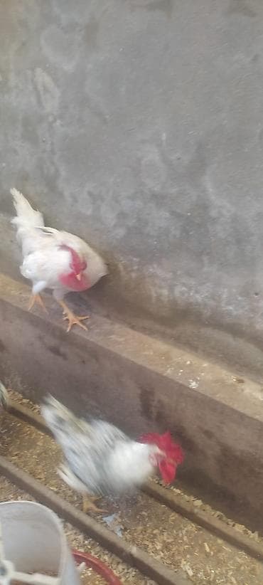 Ancaq Xoruzdur 13 ədədir hamsını alana edirdim olar. bu nömrəyə zəng