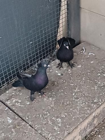 Erkəyi mayadılar. erkəyi kəkilli maya ağ dimdikdi. əbrəşdən çıxıblar