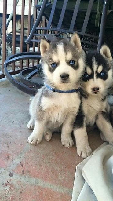 Xaski, 2 ay, Erkek, Peyvəndli