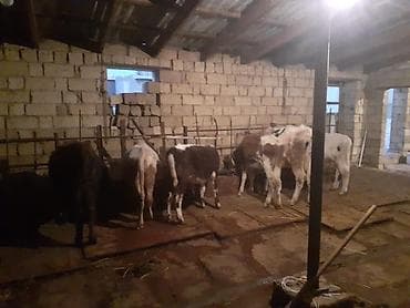 Птицы: Теленок, Самка, месяцев: 1, 100 кг, Для мяса, Самовывоз, Платная доставка — 4