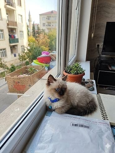 deniz donuzu satilir: Siam, Erkək, Yaxşı əllərə, Ünvandan götürmə — 2