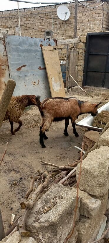 Satılır: gənc keçi (erkək) - Rəng: qızılı-qəhvəyi tüklü, kürək və — 1