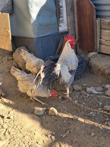 sumqayit liqorin: Курица, Для разведения — 1