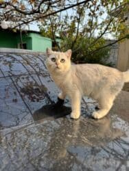 pişik erkek: Britan, Erkək — 5