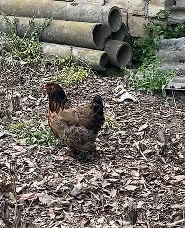 Toyuq, Brama, Damazlıq