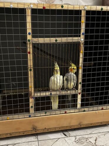 Gəmiricilər: Quşlar ve Yekə siyirməli qəfəs. Hündürlük-62 sm Eni-66sm Dərinliyi isə — 5