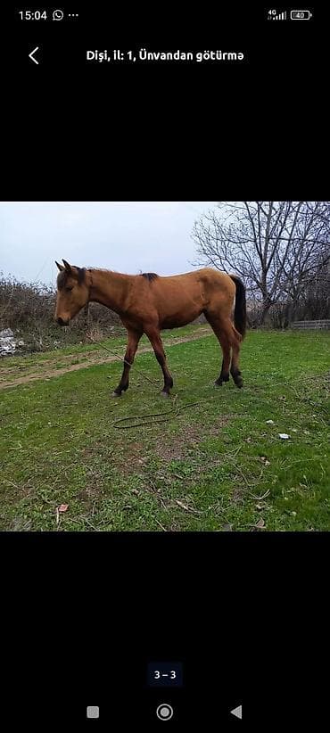 qarabağ atı: Dişi, il: 1 — 2