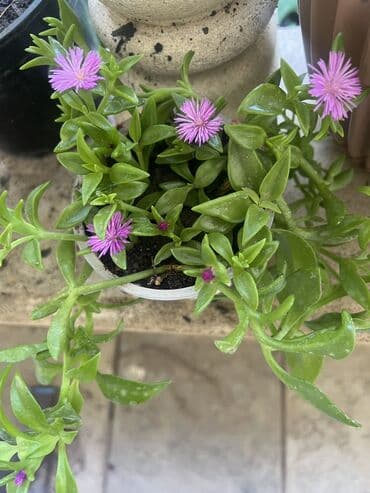 yumru xalça: Xalça — 22