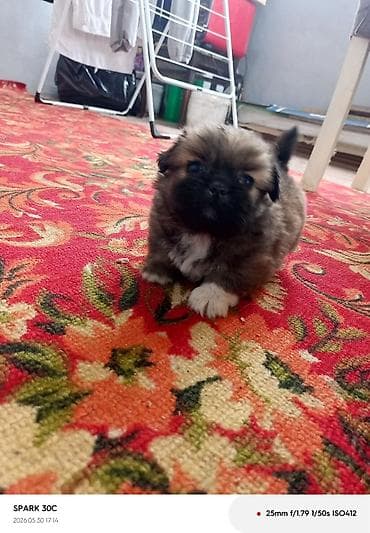 it alanlar: Pekines — 2