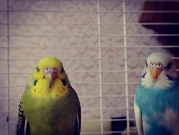 Heyvanlar üçün mallar: Bir dişi bir erkək quş. Qəfəs və yemlə birlikdə 50 azn. Sağlam — 3