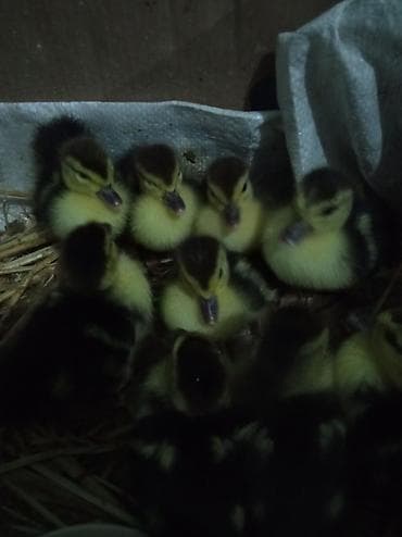 lal ördək sumqayıt: Lal ördək balası 4 günlük — 2