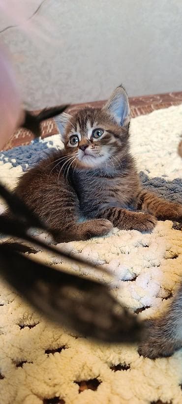pişik: Tabbi — 2