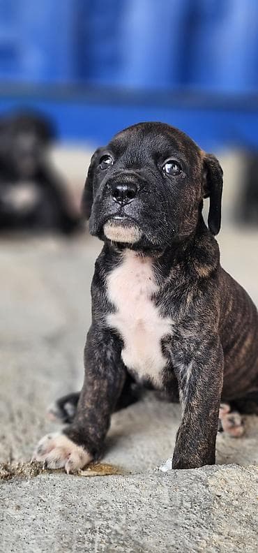 it üçün ev: Mastif — 6