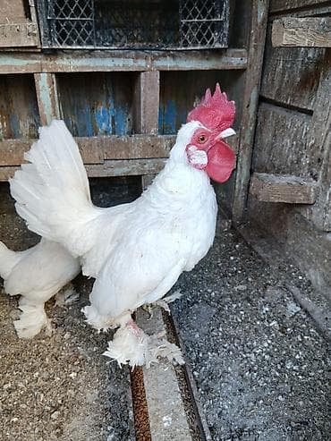 Keçilər, çəpişlər: Toyuq, Damazlıq — 1