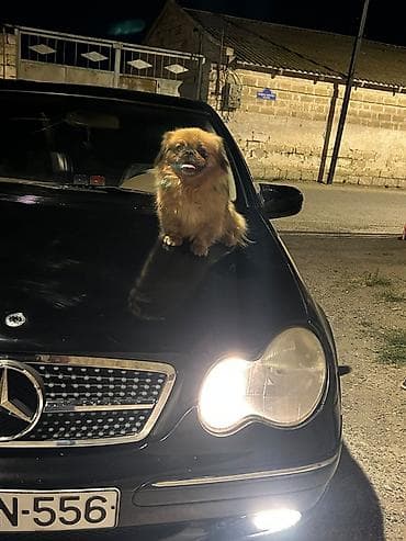 İtlər: Pekines, 1 il, Dişi, Peyvəndli — 2