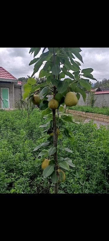 ismayilli torpaq sahesi: 7 otaqlı, 470 kv. m, Təmirsiz — 2