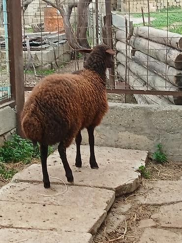 Qoyunlar, qoçlar: Temiz qızıllaglı 5 ay23 gunlukdu isdiyen olsa anası ile bır yerdede — 2