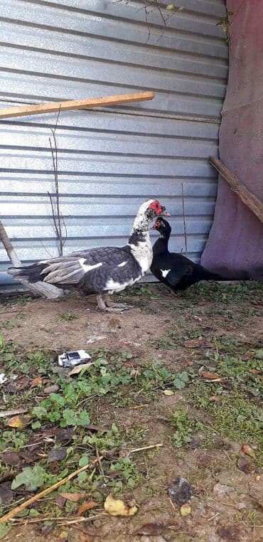 2 ayliq cuceler: Göy macar ərkey. zümrüd dişi Super Damazliq — 2