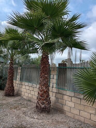 adəm ağacı: Dekorativ palma ağacı Vaşinqton palmasi satilir hündürlüyü 4 metir 2 — 2