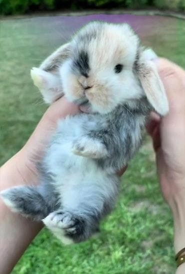 it adlari disi: 🐇 Holland Minilop – karlik Cins Balaca Dovşanlar Satılır! 💯 Keyfiyyət — 3