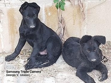 ag at satilir: Qara rəngli balaca itlər – enerjili və ayıq - Növ: it balası - Rəng — 5