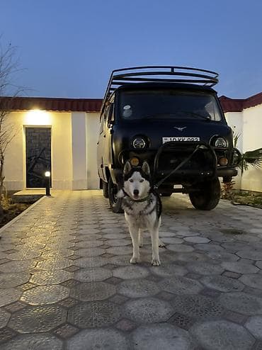 tuklu itler: Xaski, 11 ay, Erkek, Ünvandan götürmə — 5