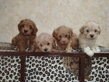 где можно купить собаку мальтипу: Mini və mikro maltepoo cinsli balalar rəngləri 2 qırmızı(red) 1 — 1