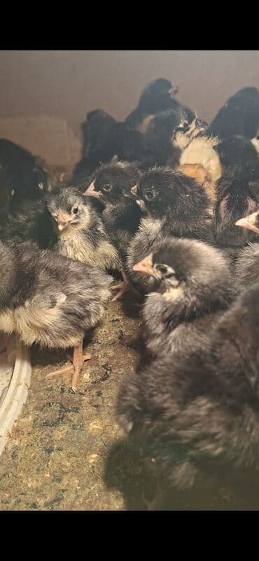 cucələrin satışı: Toyuq cücələri, Damazlıq — 1