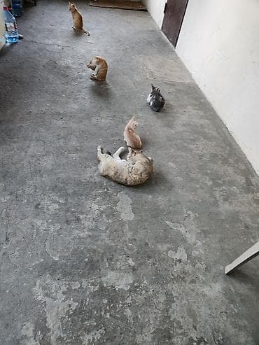 pişik balası verirem: Cooox gozel piwik balalari pulsuz verilir oynayandir yaxwi ellere — 8