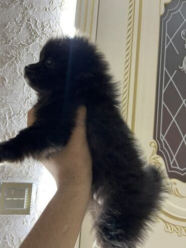 tutuquşu satışı az: Şpitz — 1