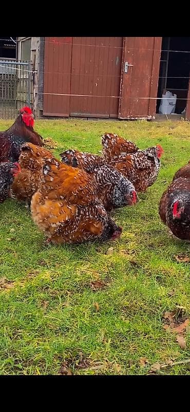 dovşan haqqında məlumat: Toyuq, Damazlıq — 5