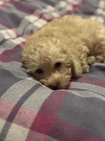 Akvariumlar: Pudel — 4