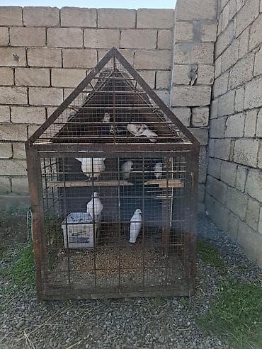 Quşlar: Dəmir karkaslı quş qəfəsi/peykan - Material: tam metal karkas, tor — 7